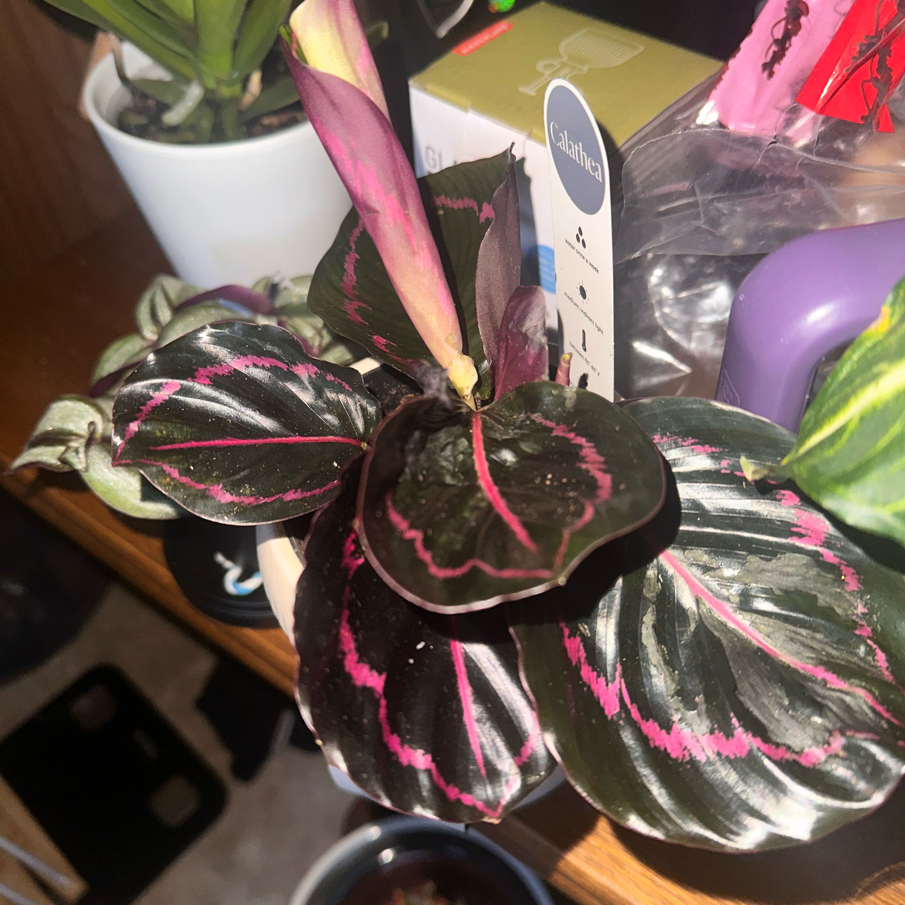 Photo of the plant species Calathea Dottie by @TryKippernut90 named Bigleef Smalls on Greg, the plant care app