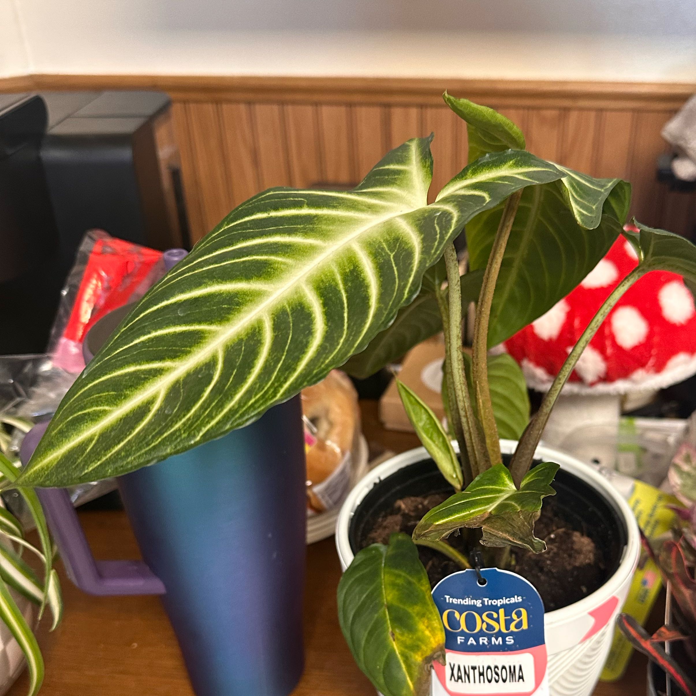 Photo of the plant species Xanthosoma by @TryKippernut90 named Michelle Branch on Greg, the plant care app