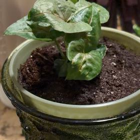 Photo of the plant species Syngonium 'Pink Allusion' by @StackedOkra22 named Harry on Greg, the plant care app