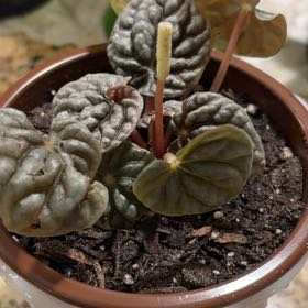 Photo of the plant species Peperomia Greyhound by @StackedOkra22 named Leaf Erickson on Greg, the plant care app
