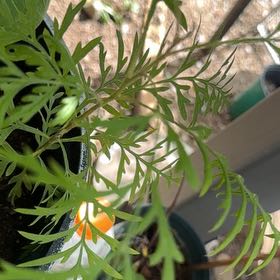 Photo of the plant species Silky Oak by @HeirJuniper23 named Eva on Greg, the plant care app
