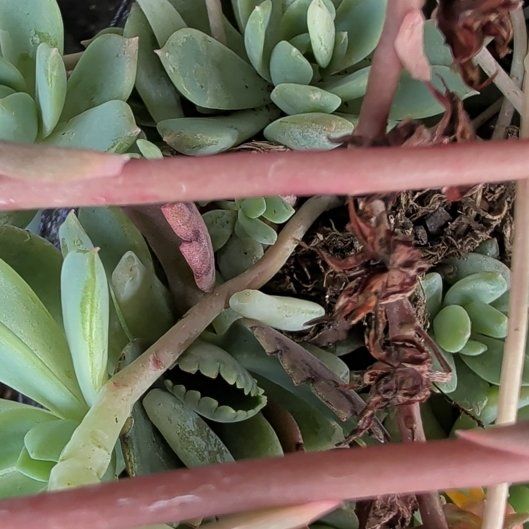Photo of the plant species Sealettuce by @YiftPepper70 named Aristotle on Greg, the plant care app