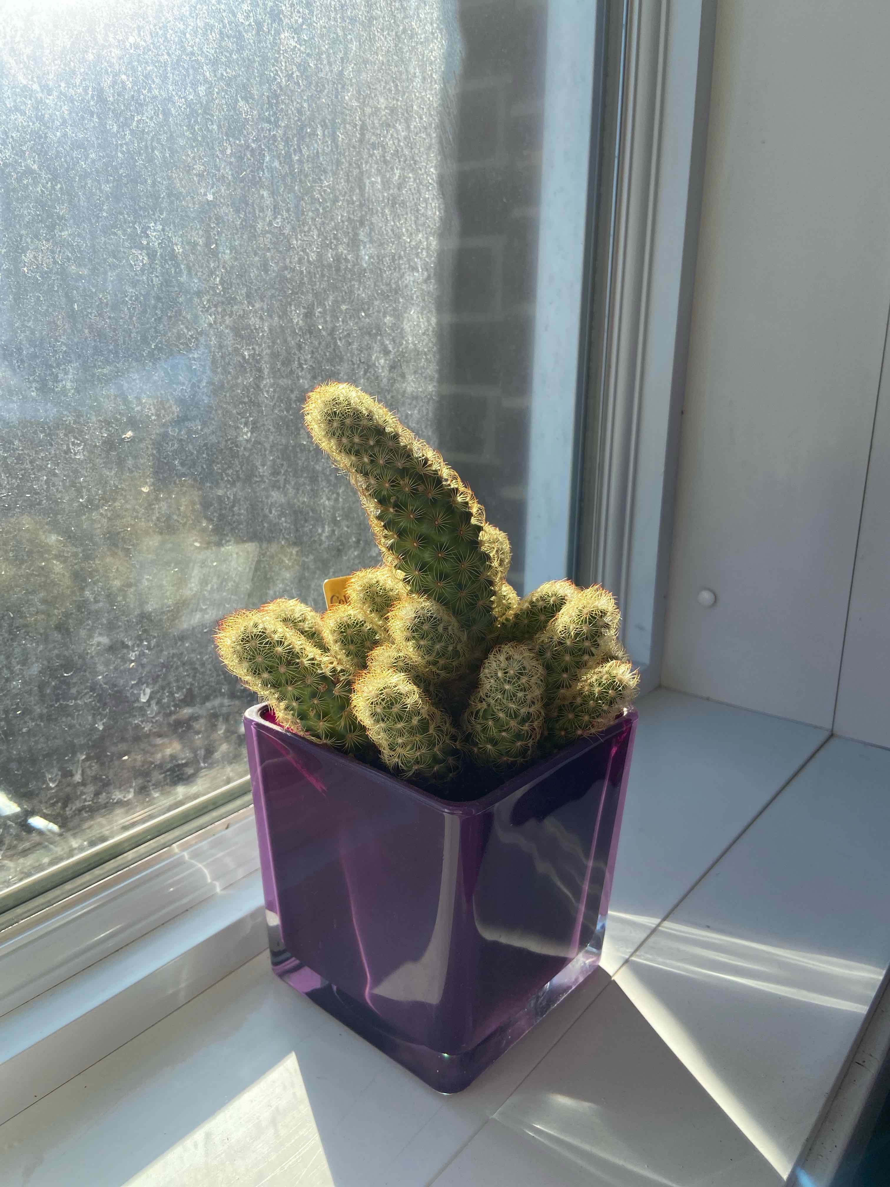 Lady Finger Cactus 'Copper King' in a purple pot on a windowsill, well-lit by natural sunlight.