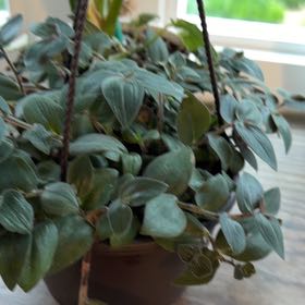 Photo of the plant species Baby Bunny Bellies by @ChosenPeyote48 named Plato on Greg, the plant care app