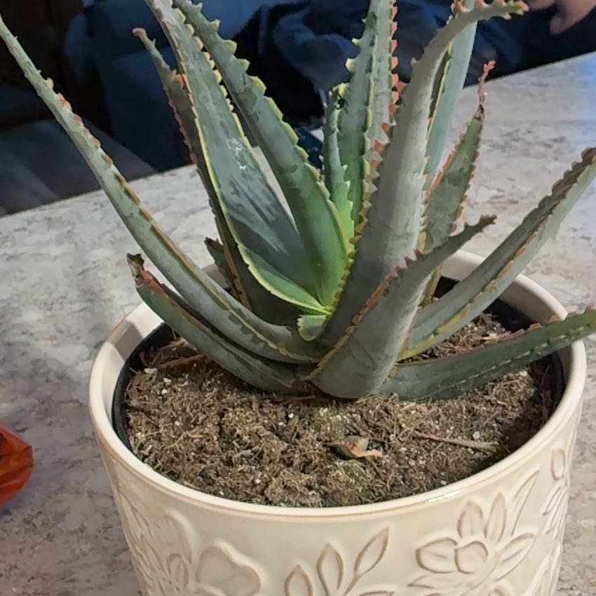 Photo of the plant species Aloe 'Swordfish' by @VipSedge86 named Xena on Greg, the plant care app