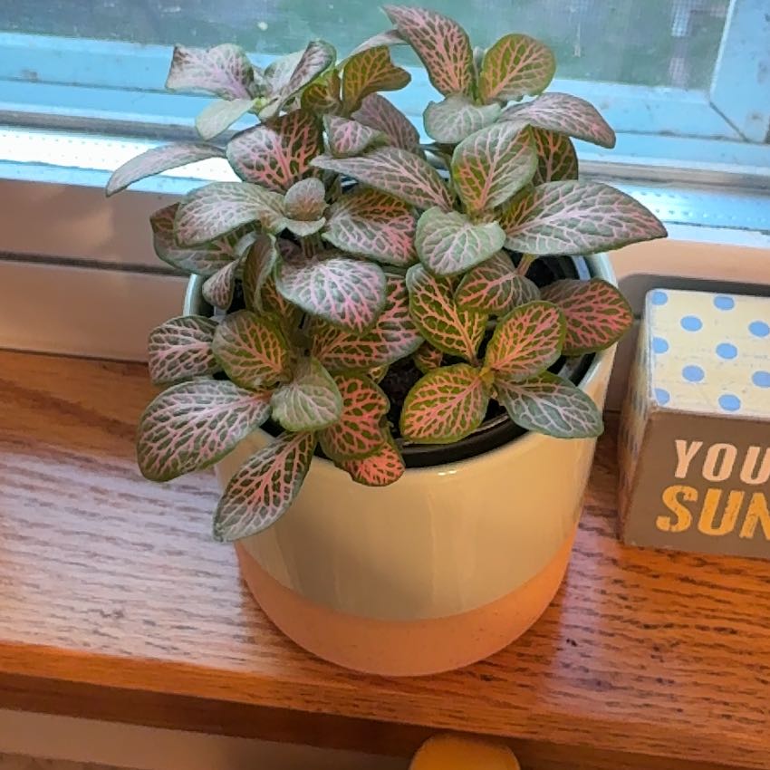 Photo of the plant species Fittonia by @VipSedge86 named Bieber on Greg, the plant care app