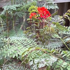 Photo of the plant species Pride Of Barbados by @LushCarobtree55 named Tolkien on Greg, the plant care app