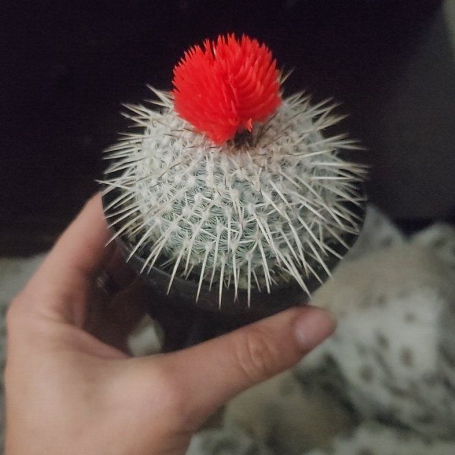 Photo of the plant species Mammillaria albilanata by @RadTawa33 named Pokeymon on Greg, the plant care app