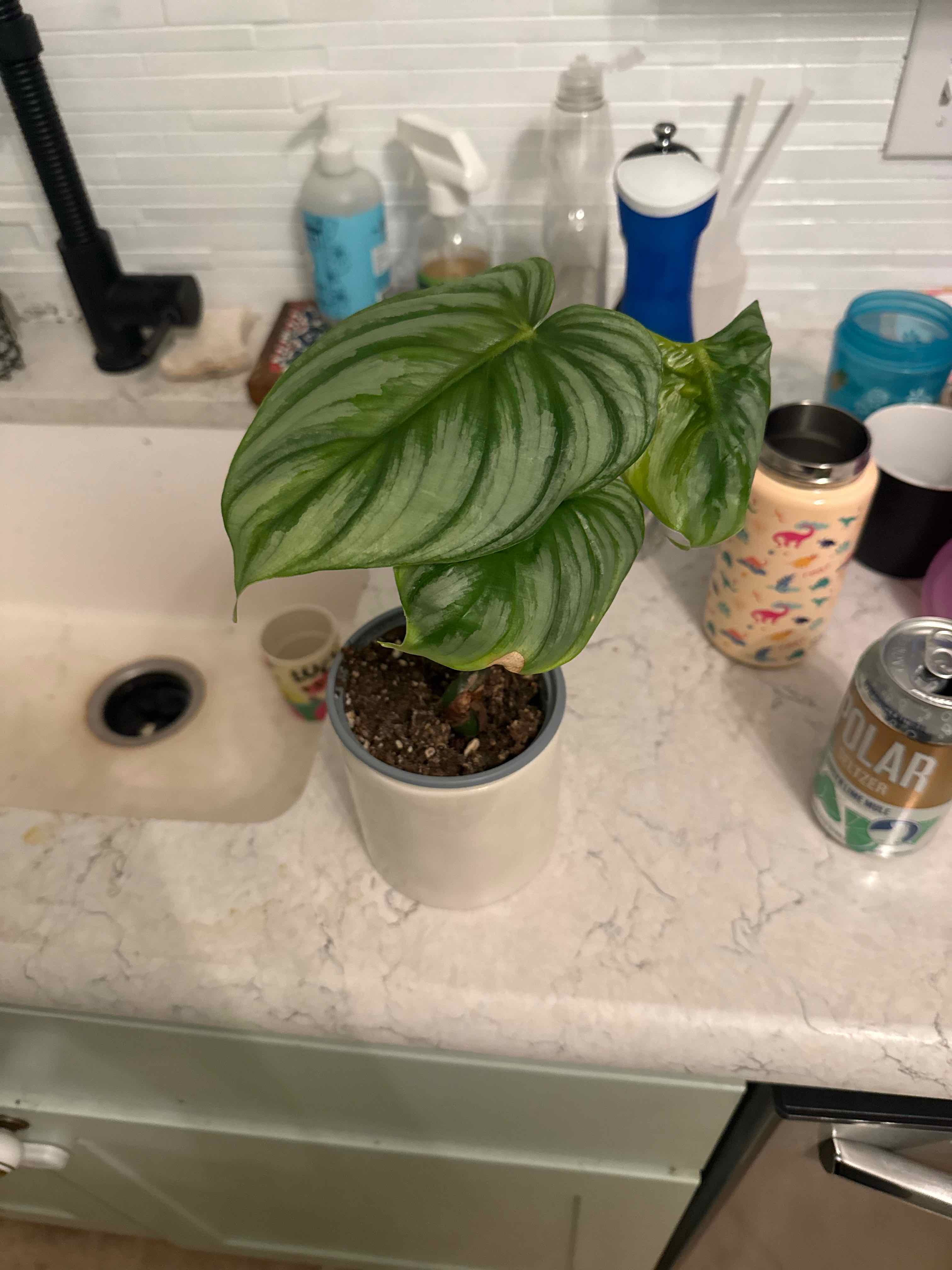 Photo of the plant species Philodendron mamei by @PristineNoni named Sonora on Greg, the plant care app