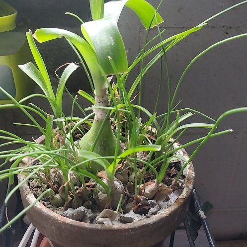 Photo of the plant species Pregnant Onion by @ITalk2Plants named Plato on Greg, the plant care app