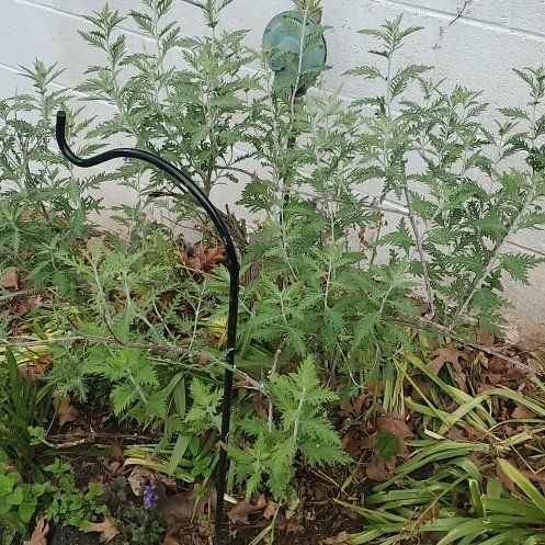 Photo of the plant species Russian Sage by @ITalk2Plants named Sage Doja Cat on Greg, the plant care app