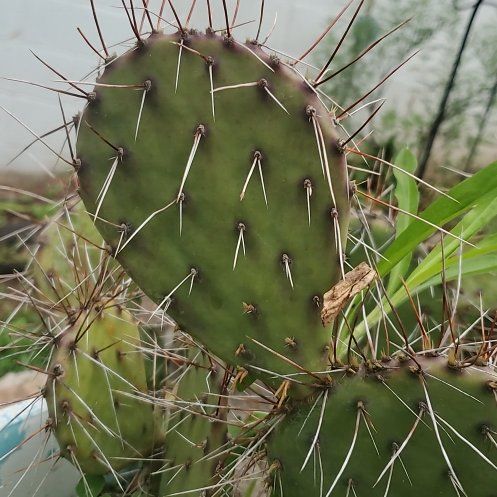 Photo of the plant species Brownspine Prickly Pear by @ITalk2Plants named Cactus ChloroPhil on Greg, the plant care app