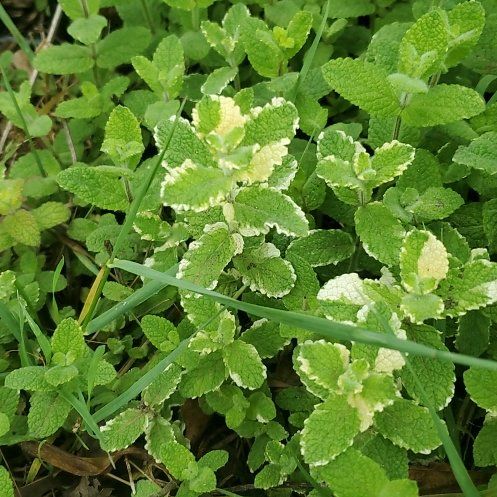 Photo of the plant species Pineapple Mint by @ITalk2Plants named Mint Ulysses S Plant on Greg, the plant care app