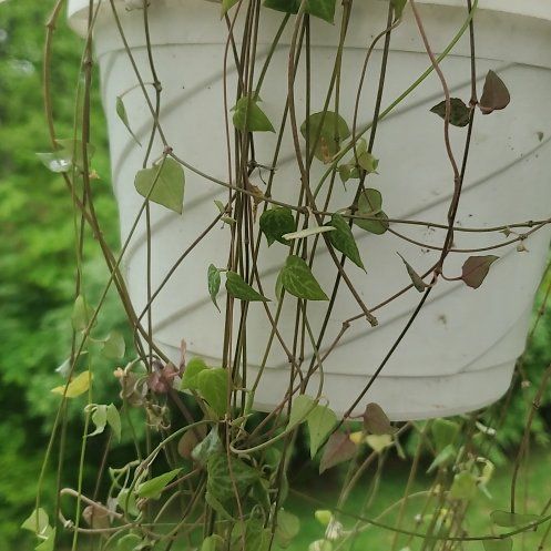 Photo of the plant species String Of Arrows by @NotableChives15 named Walt on Greg, the plant care app