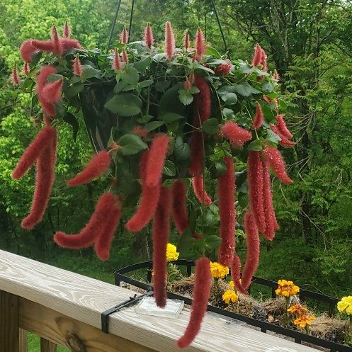 Photo of the plant species Chenille Plant by @ITalk2Plants named Chenille Darwin on Greg, the plant care app