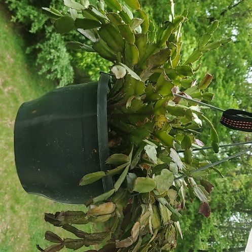 Photo of the plant species Thanksgiving Cactus by @ITalk2Plants named Cactus Lola on Greg, the plant care app