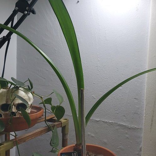 Photo of the plant species Amaryllis by @ITalk2Plants named Nemo on Greg, the plant care app