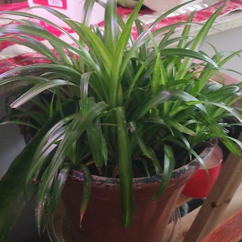 Photo of the plant species Hawaiian Spider Plant by @ITalk2Plants named Spider plant Gates on Greg, the plant care app