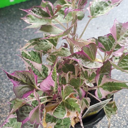 Photo of the plant species Tricolor Sweet Potato Vine by @ITalk2Plants named Sweet potato vine Elle on Greg, the plant care app