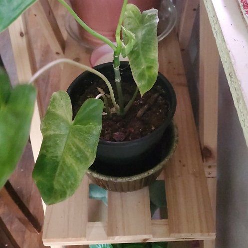 Photo of the plant species Paraiso Verde Philodendron by @ITalk2Plants named Bieber on Greg, the plant care app