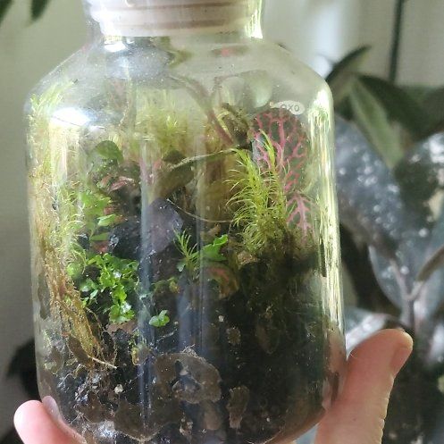 Photo of the plant species Pink Wave Nerve Plant by @ITalk2Plants named Terrarium Tolkien on Greg, the plant care app