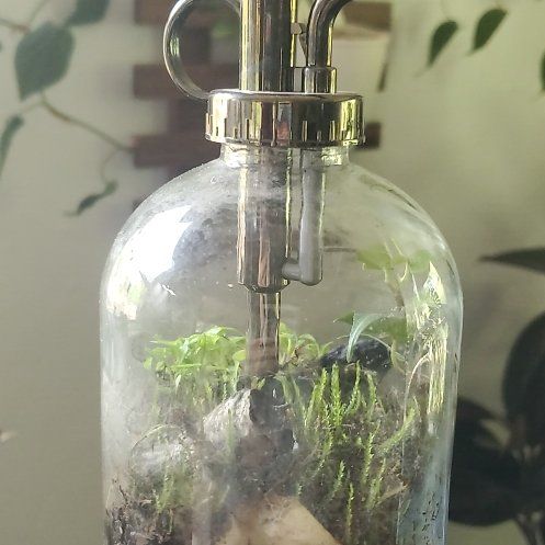 Photo of the plant species Irish Moss by @ITalk2Plants named Terrarium Einstein on Greg, the plant care app