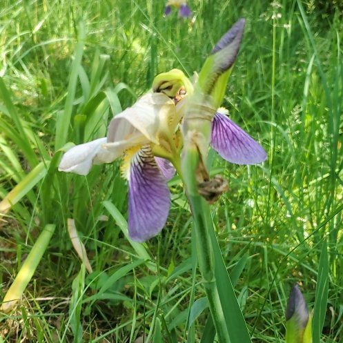 Photo of the plant species Virginia Iris by @ITalk2Plants named Iris Dax on Greg, the plant care app
