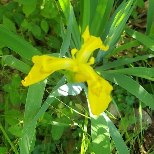 Photo of the plant species Yellow Iris by @ITalk2Plants named Oscar on Greg, the plant care app