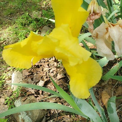 Photo of the plant species Crimean Iris by @ITalk2Plants named Messi on Greg, the plant care app