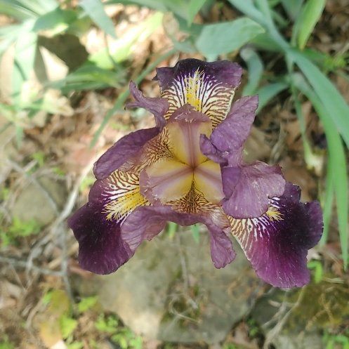 Photo of the plant species Crimean Iris by @ITalk2Plants named Rihanna on Greg, the plant care app