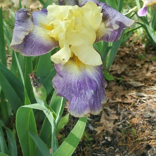 Photo of the plant species Crimean Iris by @ITalk2Plants named Coco on Greg, the plant care app