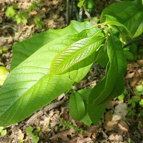 Photo of the plant species Pawpaw by @ITalk2Plants named Queen on Greg, the plant care app