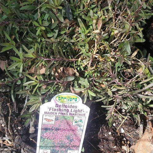 Photo of the plant species Pinks by @ITalk2Plants named Ronaldo on Greg, the plant care app