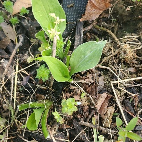 Photo of the plant species Hostas by @ITalk2Plants named Lebron on Greg, the plant care app
