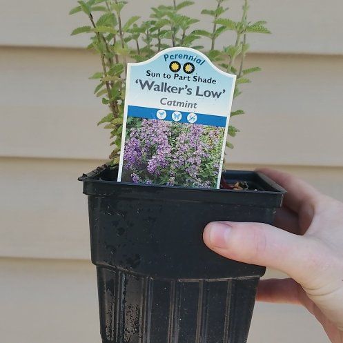 Photo of the plant species Faassen's Catnip by @ITalk2Plants named mint Walker's Low on Greg, the plant care app