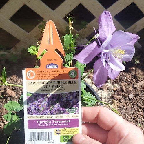 Photo of the plant species Columbine Earlybird by @ITalk2Plants named Columbine Pas1258487 purple and blue on Greg, the plant care app
