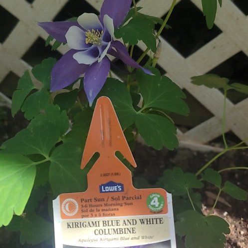 Photo of the plant species Columbines by @ITalk2Plants named Kirigami Blue and white on Greg, the plant care app
