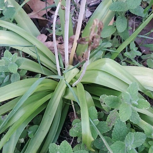 Photo of the plant species Common Bluebell by @ITalk2Plants named Bluebell LiloStitch on Greg, the plant care app