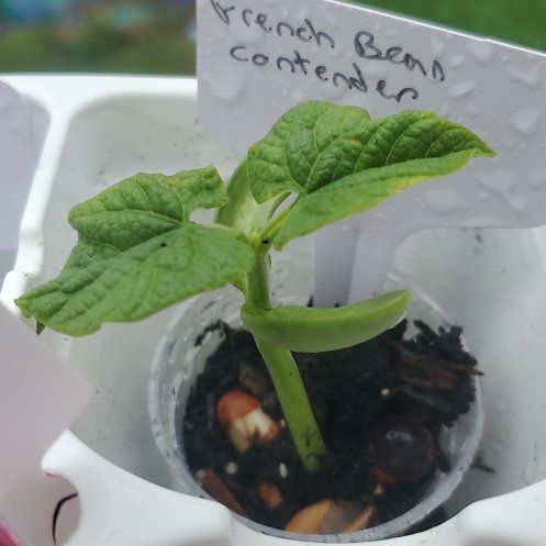 Photo of the plant species Climbing French Bean by @ITalk2Plants named Bean Contender French on Greg, the plant care app