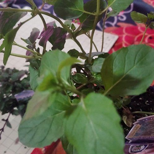 Photo of the plant species Orange Mint by @ITalk2Plants named Mint Madonna on Greg, the plant care app