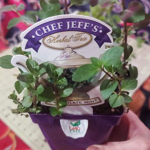 Photo of the plant species Chocolate Mint by @ITalk2Plants named Mint Keanu Leaves on Greg, the plant care app