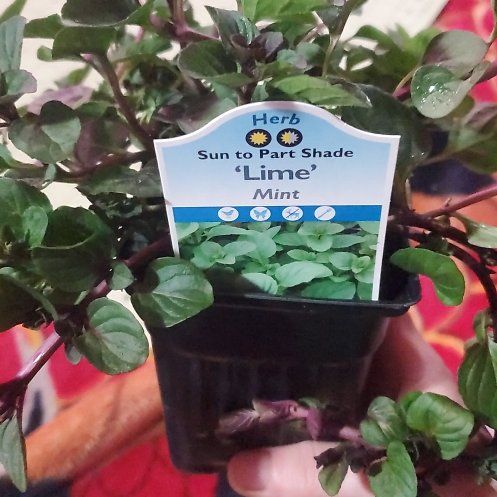 Photo of the plant species Lime Mint by @ITalk2Plants named Mint Leaf Erickson on Greg, the plant care app