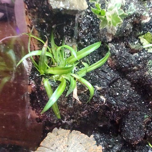 Terrarium Hemingway