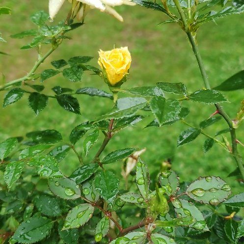 Photo of the plant species Miniature Rose 'Nu Gold' by @ITalk2Plants named Planty on Greg, the plant care app
