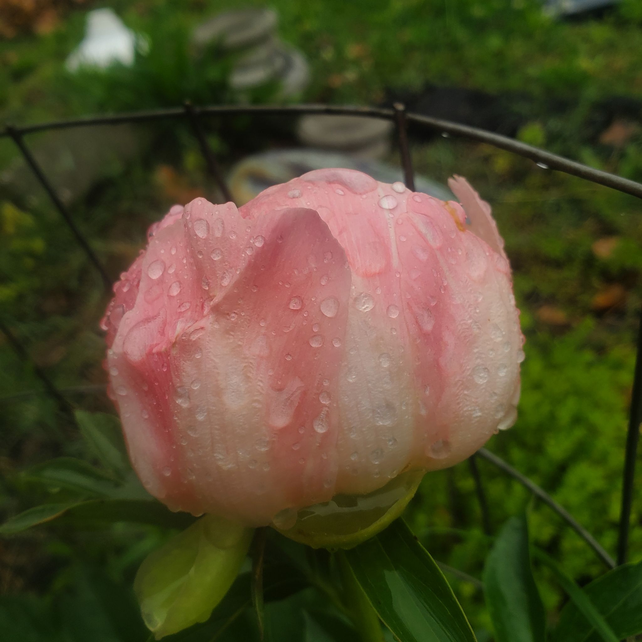 Photo of the plant species Peony 'Coral Sunset' by @ITalk2Plants named Peony Mochi on Greg, the plant care app
