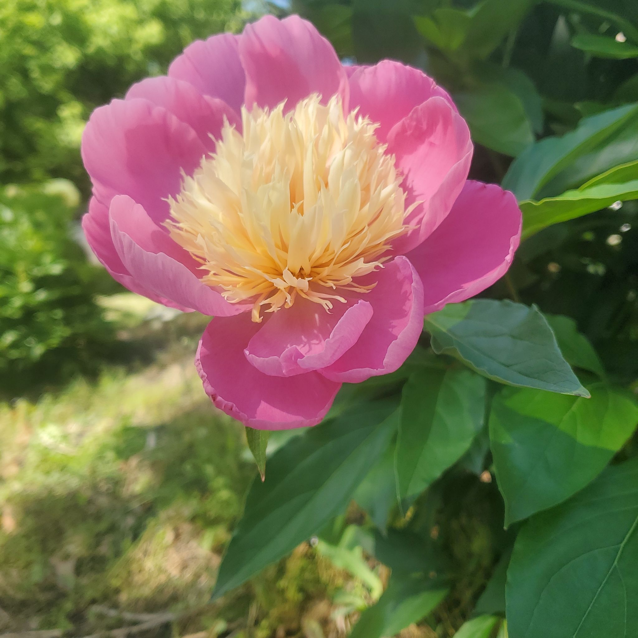 Photo of the plant species Bowl of Beauty Peony by @NotableChives15 named Kobe on Greg, the plant care app