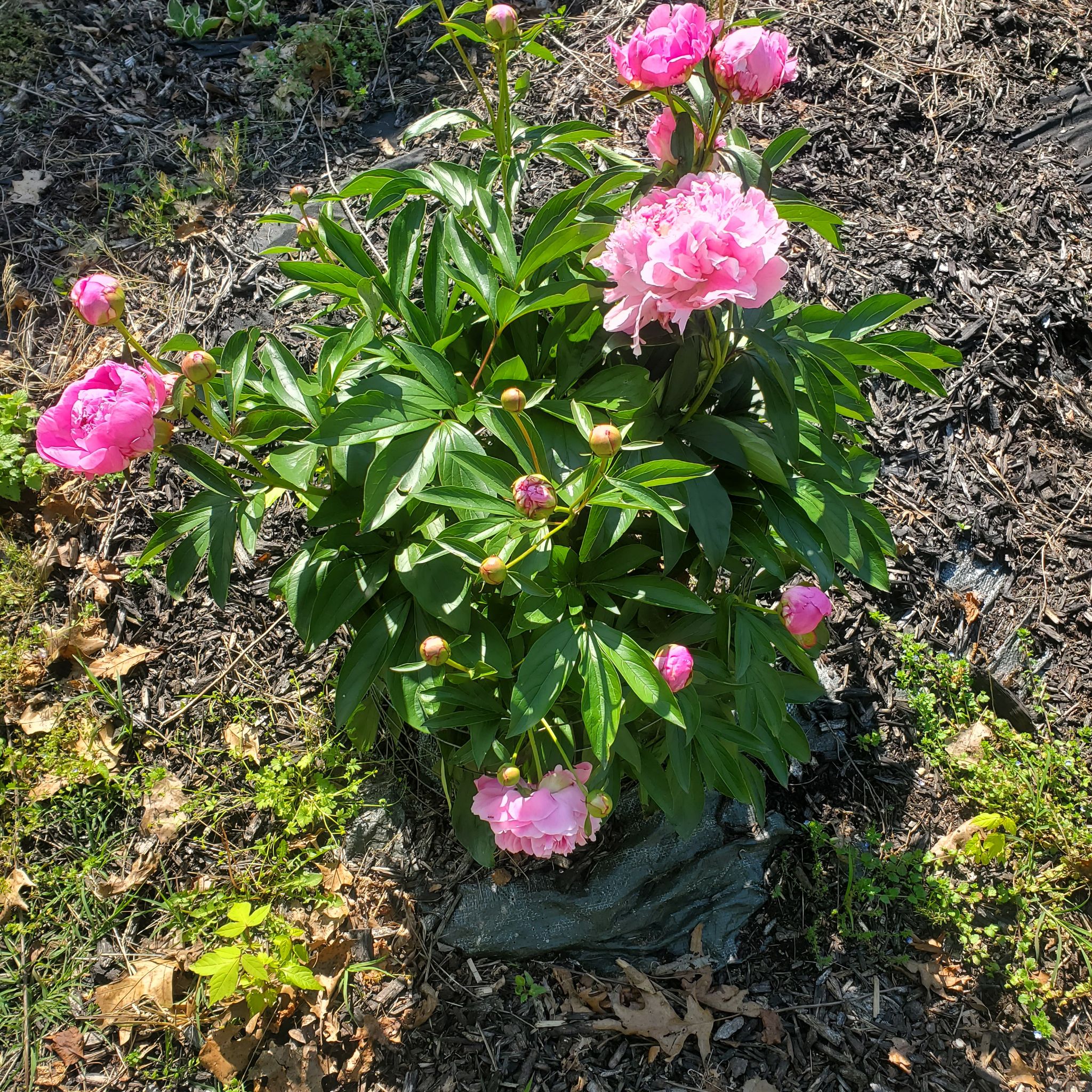 Photo of the plant species Sarah Bernhardt Peony by @ITalk2Plants named Bodhi on Greg, the plant care app