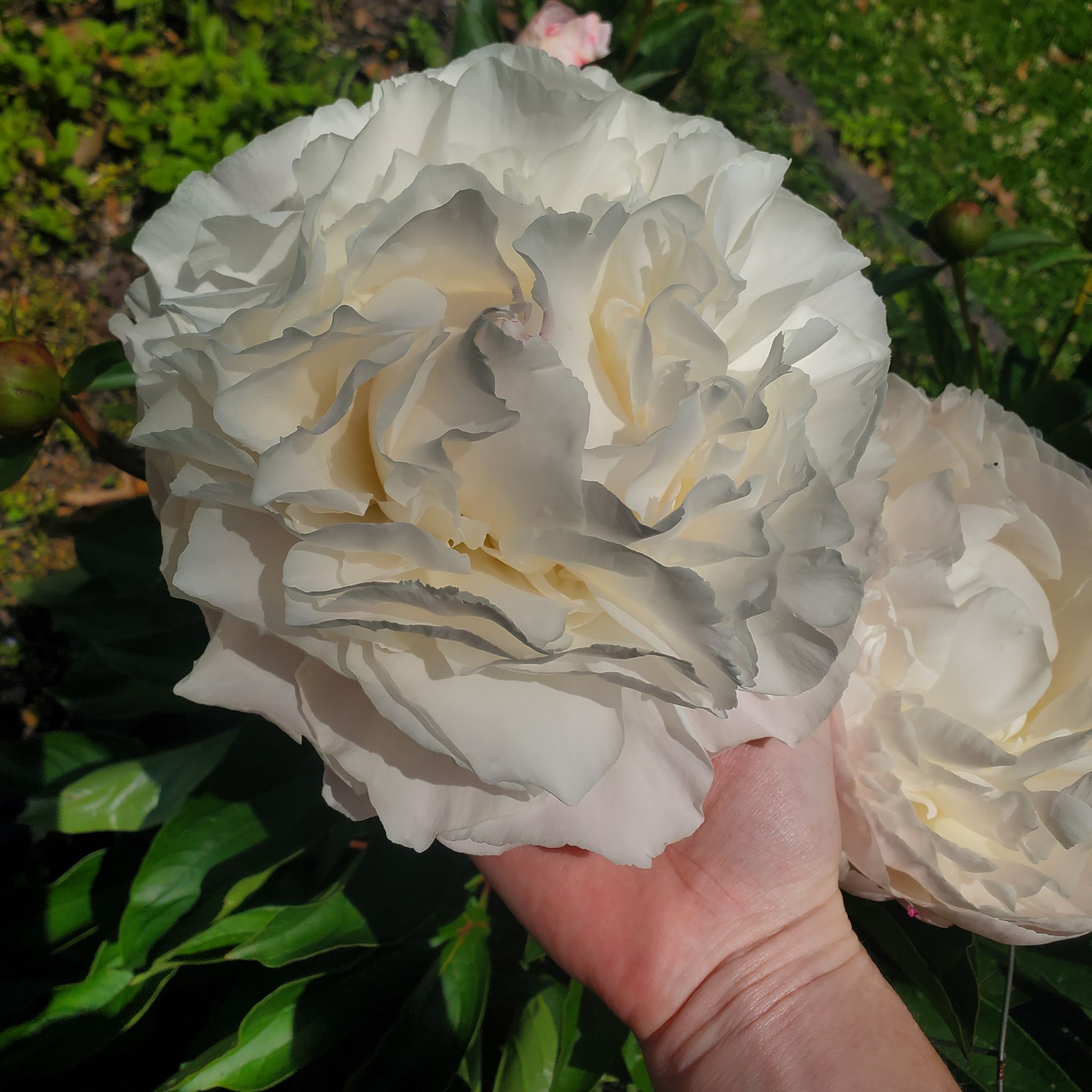 Photo of the plant species Gardenia Peony by @ITalk2Plants named Peony Mochi on Greg, the plant care app