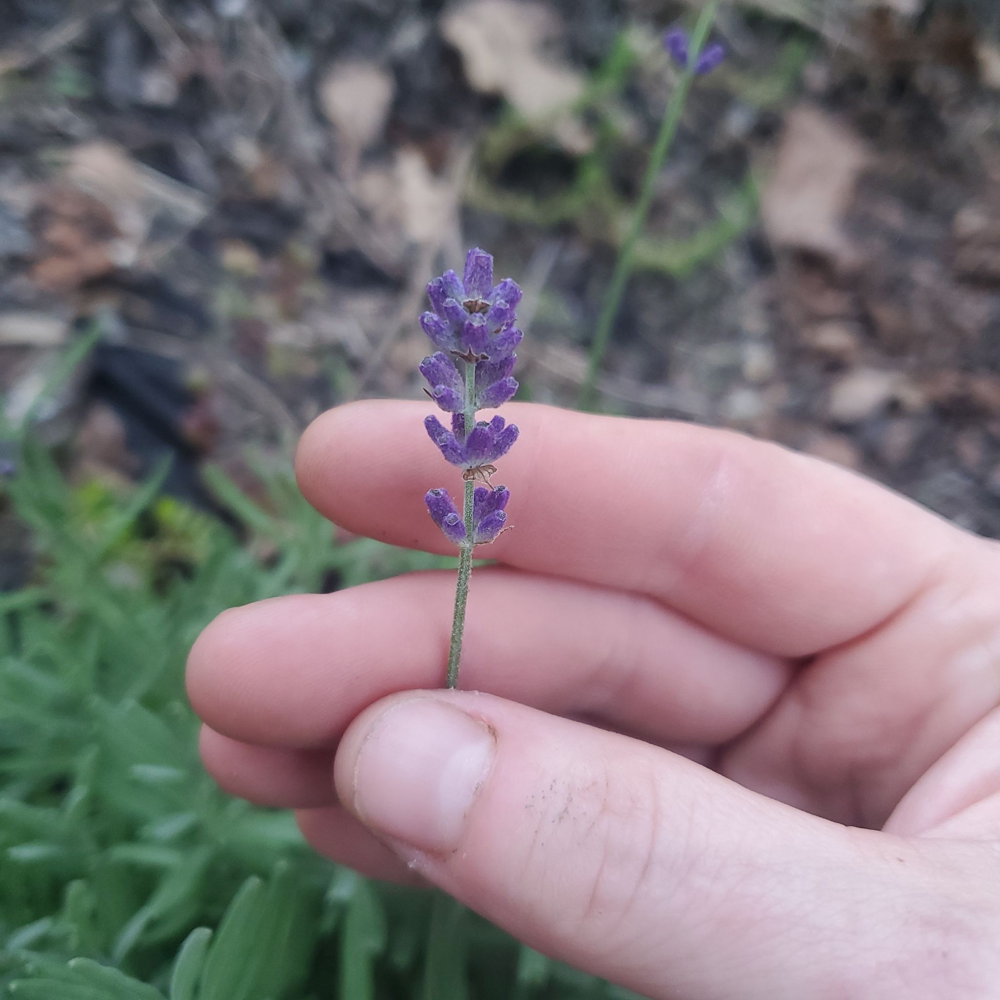 Photo of the plant species Hidcote Lavender by @ITalk2Plants named Lavender Rosa on Greg, the plant care app