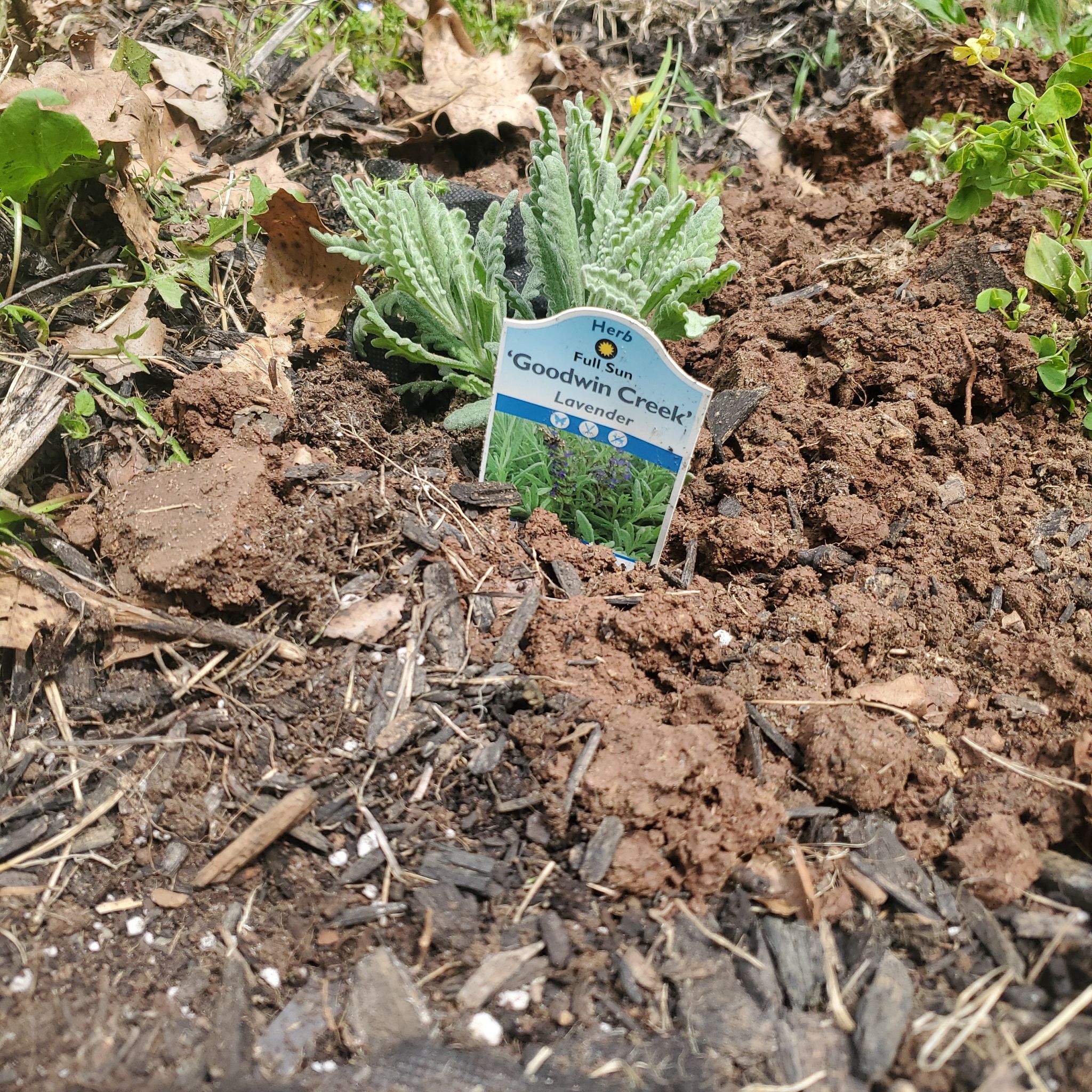 Photo of the plant species Goodwin Creek Lavender by @ITalk2Plants named Tupot amaroot on Greg, the plant care app